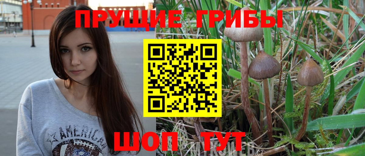 Узловая  Галлюциногенные грибы GOLDEN TEACHER  Вход с VPN  цена   Галлюциногенные грибы Psilocybe 
